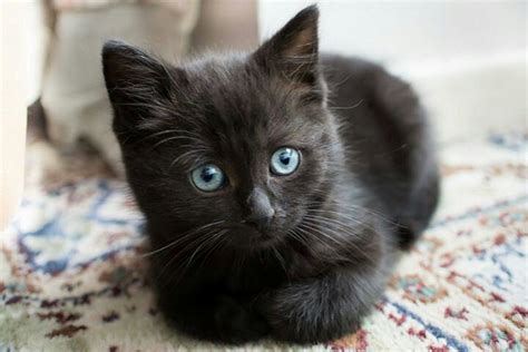 Little Black Kitty With Blue Eyes Cats Kittens Cutest Cute Animals