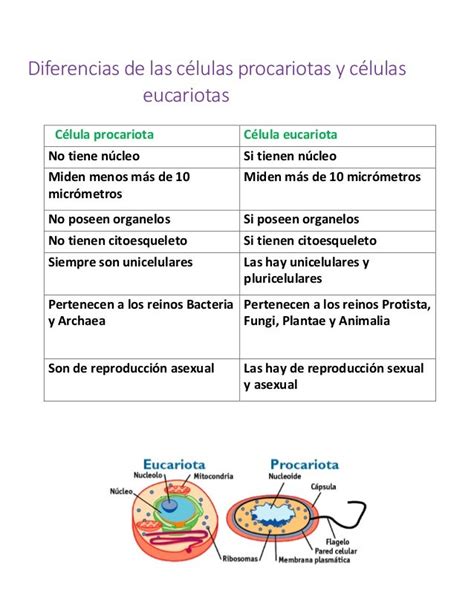 Biologia Celular Cuadro Comparativo De La Celula Eucariota Y Procariota