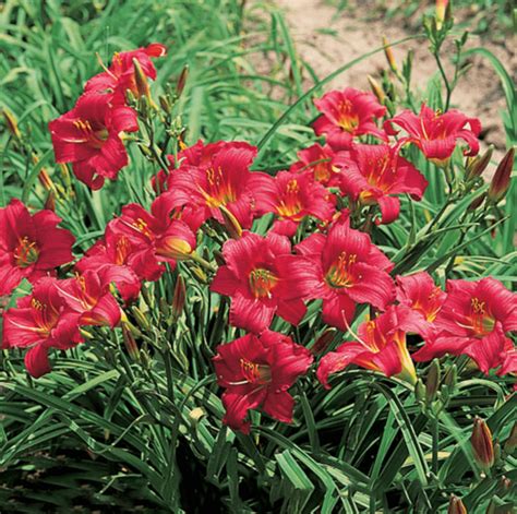 Daylily Care 101 Expert Growing Tips For Gardeners Birds And Blooms