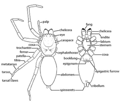 Spider Anatomy Diagram