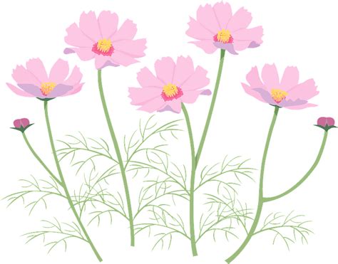Cosmos Flower Clipart Free Download Transparent Png Creazilla