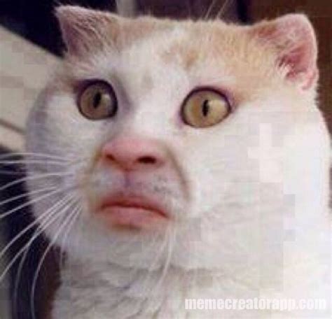Disgusted Cat Face Funny Cute Cats Funny Animal Photos Funny Animal