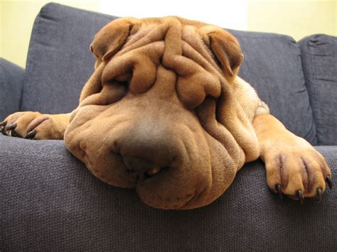 Shar Pei Dog Wallpapers Wallpaper Cave