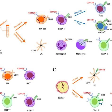 Ligand Binding Affinities For Human CD112R TIGIT CD226 And CD96