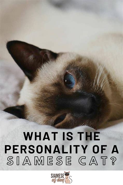 It's possible that some cats may never quite get along, but usually they will learn to accept each other if you try some of the ideas mentioned above. Do Siamese Cats Get Along with Other Cats in 2020 ...