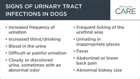 Kidney Infection Disease And Failure In Dogs — They All Mean Urine