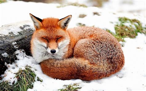 Too Cute To Handle 25 Melt Your Heart Sleeping Fox Pictures Fox