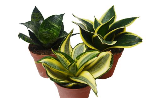 3 Different Snake Plants In 4 Pots Sansevieria Live Plant Free