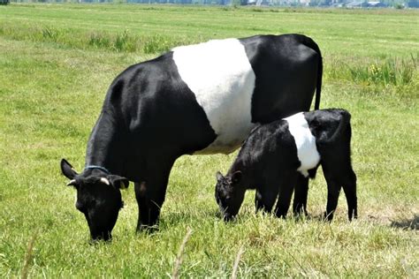 What Are The Black And White Cows Called All About Cow Photos