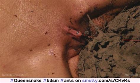 Bdsm Ants Torture Pussy Piercedclit Queensnake Smutty Comsexiz Pix