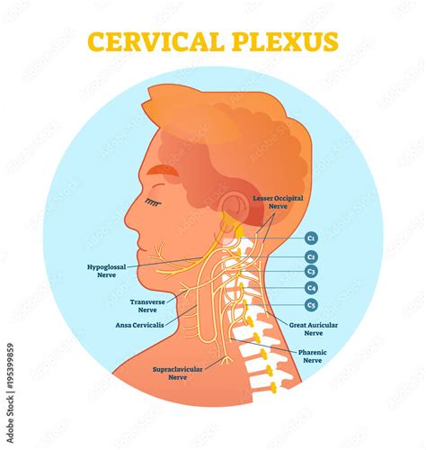 Cervical Plexus Anatomical Nerve Diagram Vector Illustration Scheme With Neck Cross Section