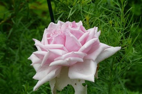 Photo Of The Bloom Of Hybrid Tea Rose Rosa La France Posted By