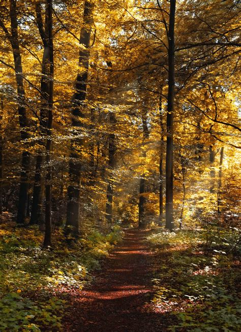 Forest Path Path Autumn Free Stock Photo Public Domain Pictures