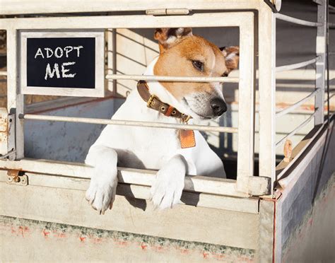 10 Reasons Why You Should Adopt A Shelter Pet Animal Hearted — Animal