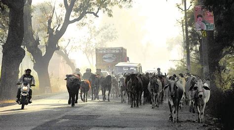 Madhya Pradesh Set To Use Colour Tags To Tackle Stray Cattle Menace India News The Indian