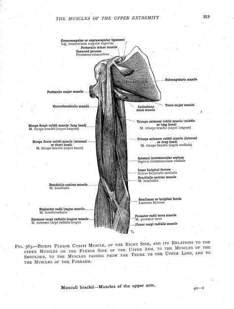 Muscles Of The Shoulder Pictures Massage School Notes