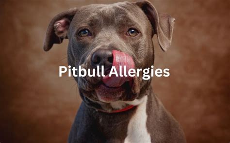 Pitbull Allergies Pitbull Skin And Food Allergies