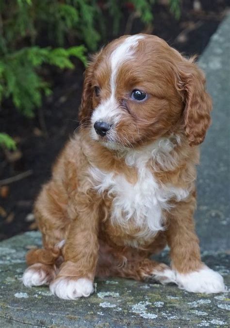 They are well socialized and friendly. Cavapoo Puppies For Sale | Tinley Park, IL #294169