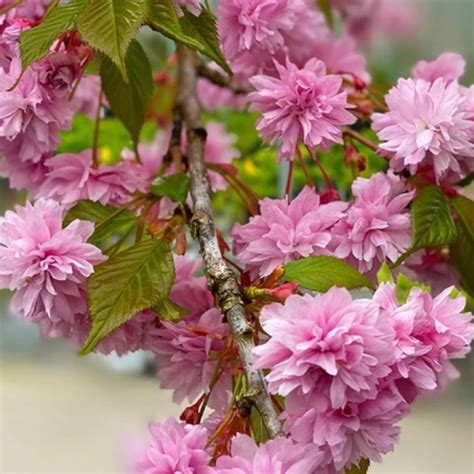 Cherry Weeping ‘pink Cascade 202 Tree Center