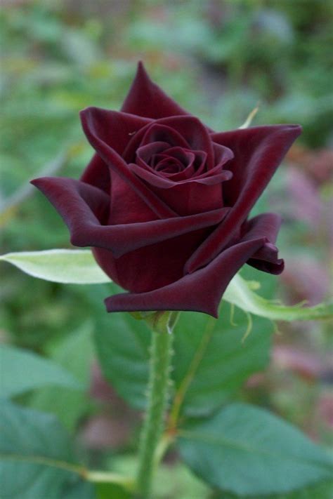 The items in this category have a cut off time of 2pm (philippine standard time). Black Baccara | Beautiful rose flowers, Hybrid tea roses