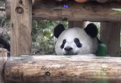 In Photos Giant Panda Cub Xiang Xiang Ready To Go It Alone The Mainichi