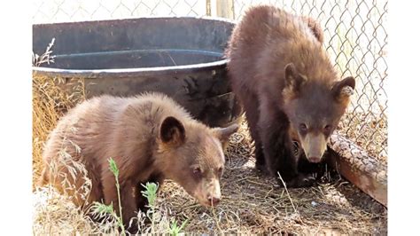 Bear Euthanized After Manitou Springs Attack Two Cubs Taken To Rehab