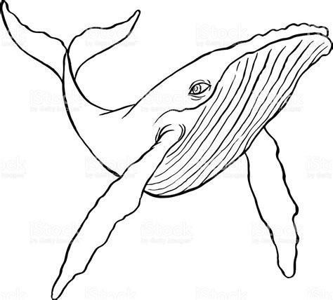 Hand Drawn Line Art Illustration Of A Humpback Whale Whale Art Whale