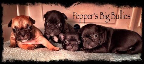 French bulldog puppy sleeps in most adorable way imaginable! Peppers Big Bullies - Home - French Bulldog Breeders Kentucky