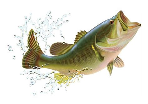 Silakan klik drawing of a largemouth bass #2 pencil drawing! Drawing of a Largemouth Bass by Artyom Yefimov, via ...