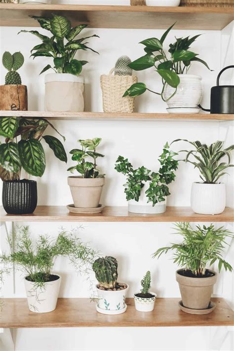 Special Offer Every Day By Day 6 X Scandi Houseplant Collection Lucky