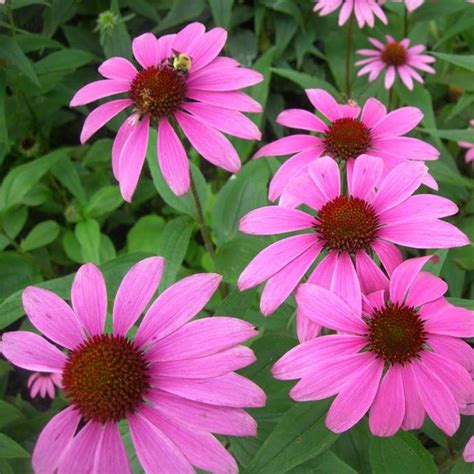 Eastern Purple Coneflower Seeds Echinacea Purpurea