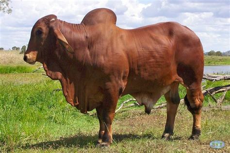 Red Brahman Bull Hd Bucking Bulls Breeds Of Cows Cattle Ranching