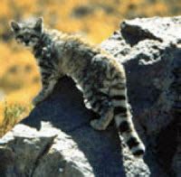 This generator generates a random fact from a large database on a chosen topic everytime you visit this page. Andean Mountain Cat - Interesting Facts, Conservation ...