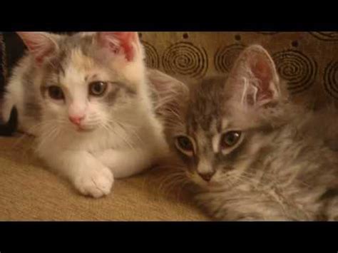 A Ten Minute Slideshow Of My Cats Casey And Sassy Growing Up From Kittens To Cats Youtube