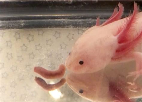 Happy Axolotl Fish Smiles At The Camera In Series Of Cute
