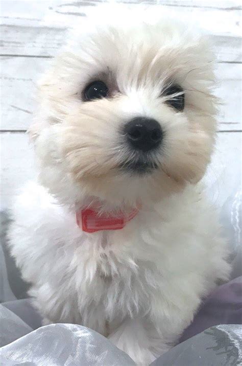 I have shown in akc shows in ga, fl, and alabama. Female Coton De Tulear #T25616 For... - All About Puppies in Tampa Florida | Facebook