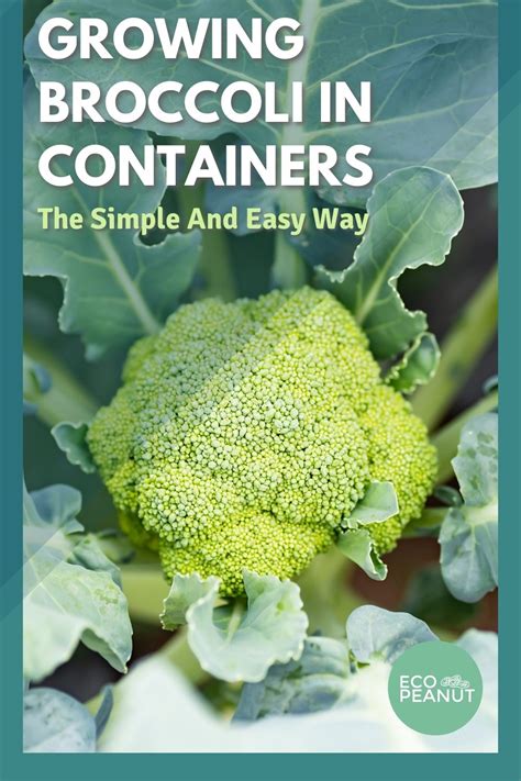 Growing Broccoli In Containers Eco Peanut
