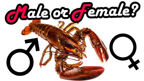 Lobster Male Or Female How To Decide Youtube