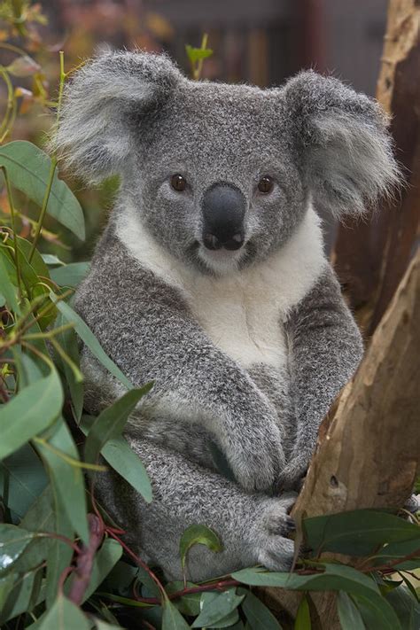 Koala Phascolarctos Cinereus Photograph By Zssd