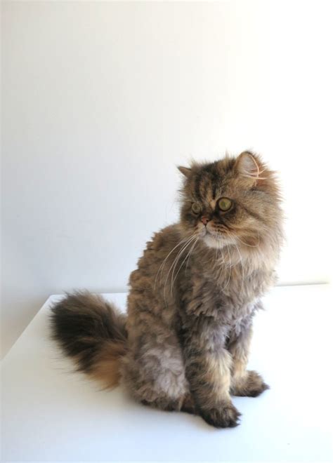 Just in time for the hot summer weather, i call this one just a trim persian cat. Five Ways Himalayan Cat Lion Cut Can Improve Your Business ...