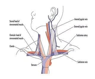 Subclavian Artery Definition Anatomy And Its Function