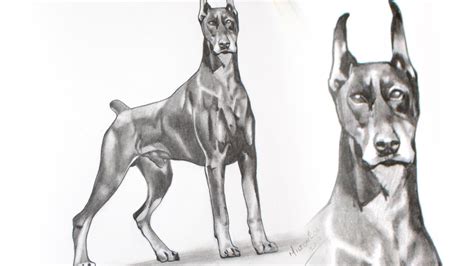 How To Draw A Doberman Printable Step By Step Drawing