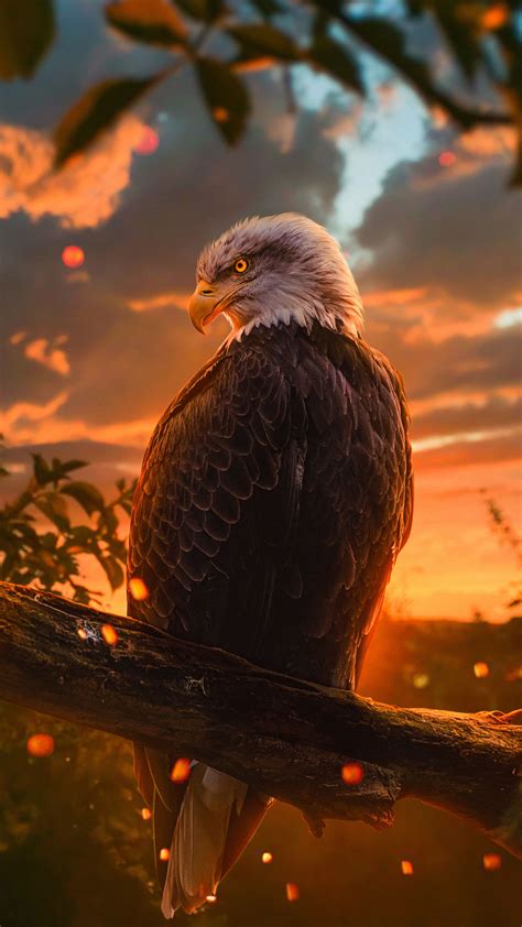 Wild Bald Eagle 4k In 2160x3840 Resolution Águia Americana Águia