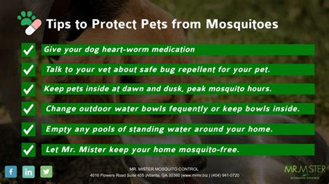 How To Protect Pets From Mosquitoes Mr Mister Mosquito Control