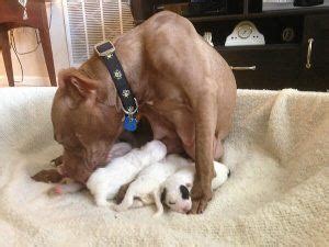 How feeding changes as a pitbull puppy gets older. How many Puppies Can A Pit Bull have? You Want to Know ...