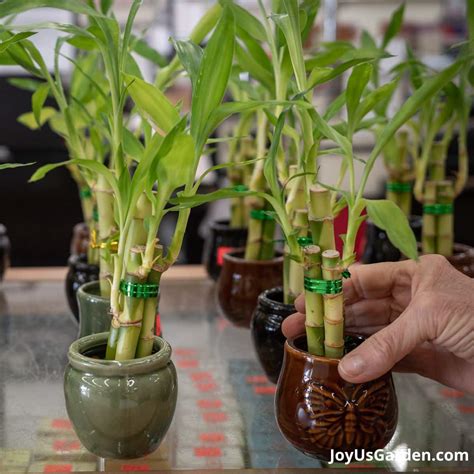 Lucky Bamboo Care A Unique Houseplant