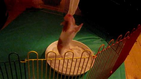 Circus Hamster Youtube
