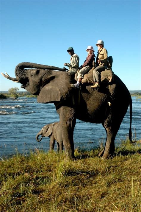 Safari Par Excellence Elephant Back Safaris Livingstone Zambia