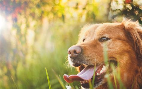 Adult Golden Retriever Closeup Photography Hd Wallpaper Wallpaper Flare