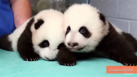 Twin Panda Cubs Names Revealed At Zoo Atlanta Youtube